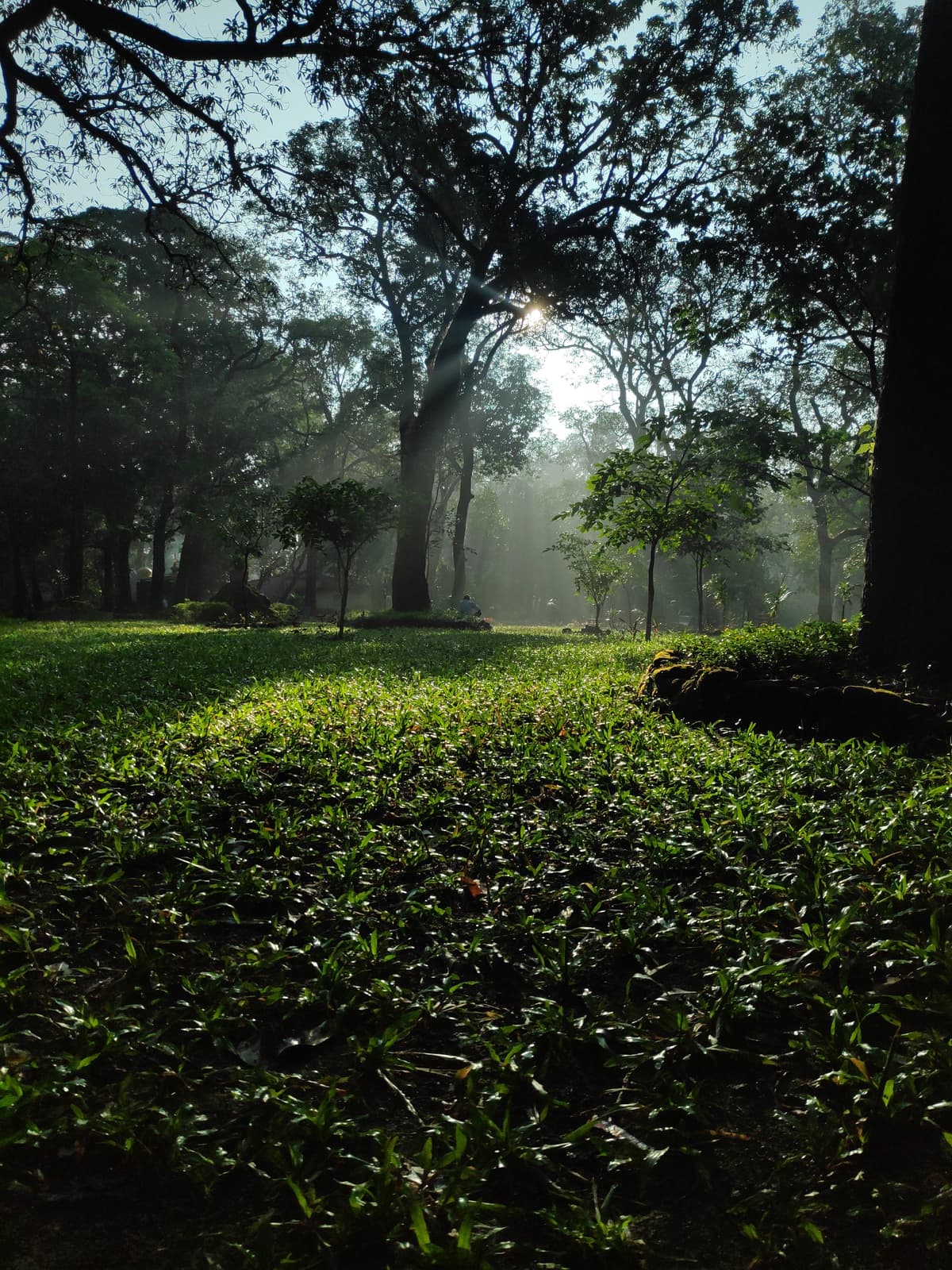 Sunrays break through trees over a damp forest floor.