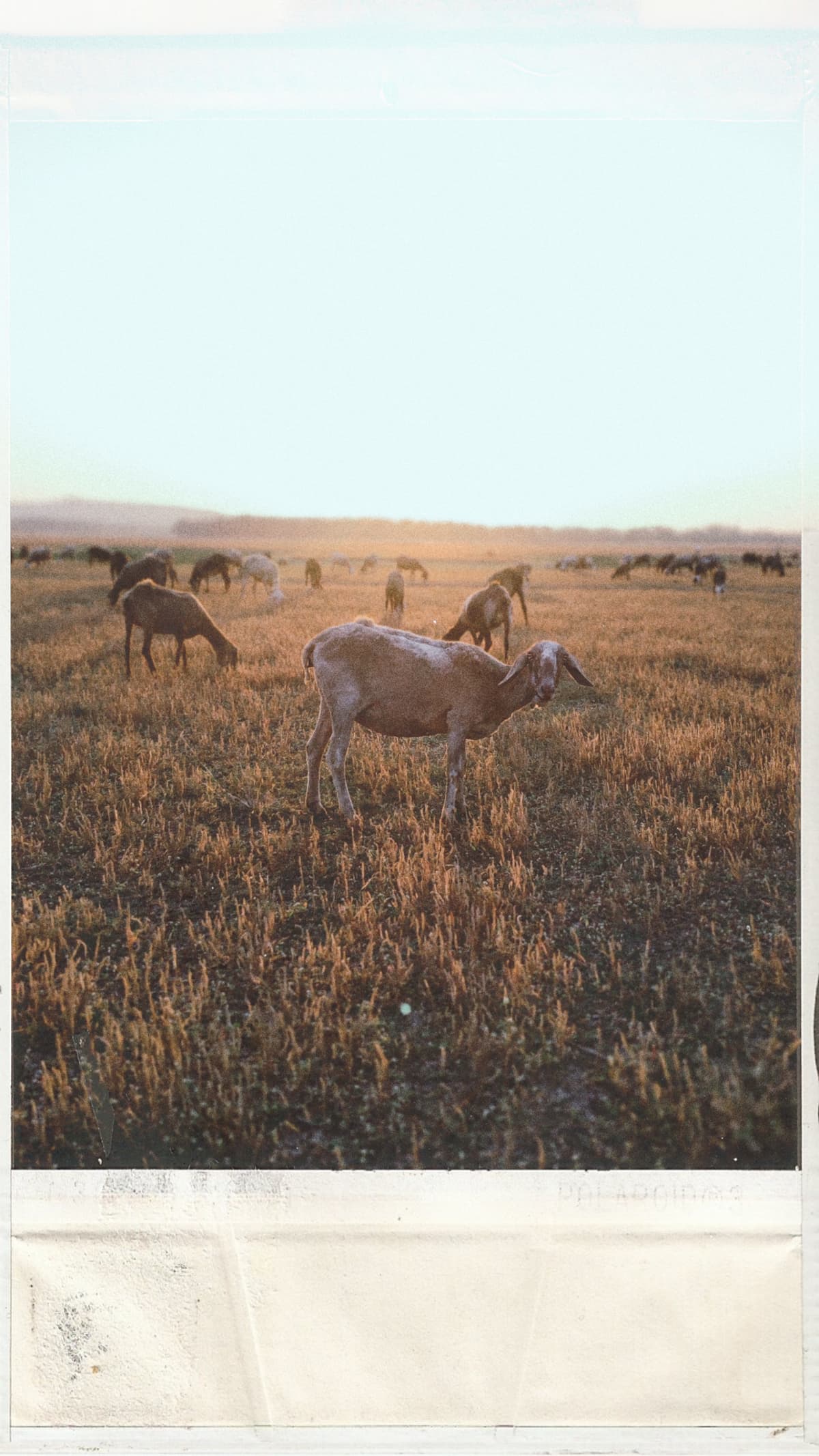 Printed photo of grazing goats in warm field light.