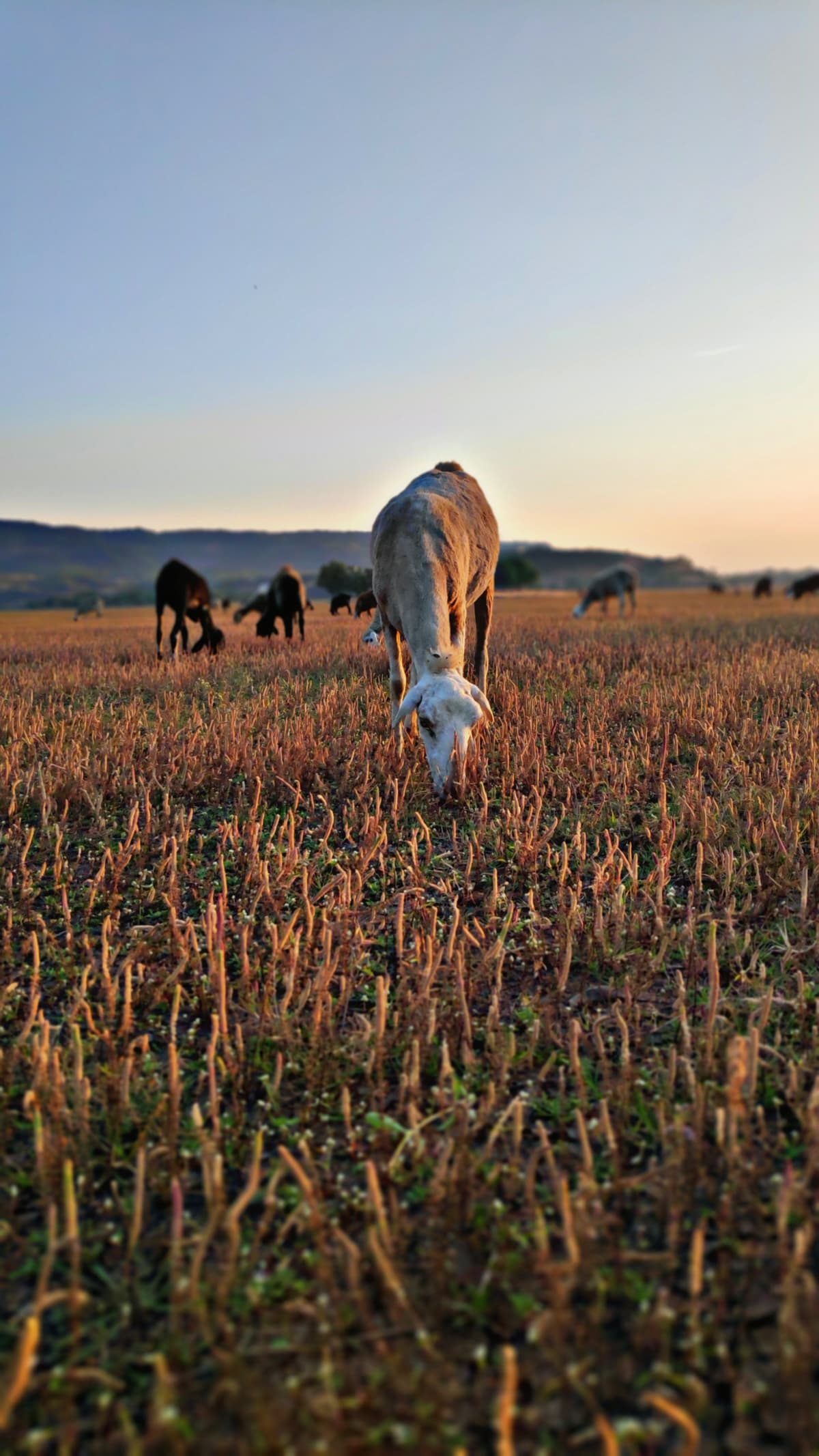 Close view of a goat grazing with herd in the distance.