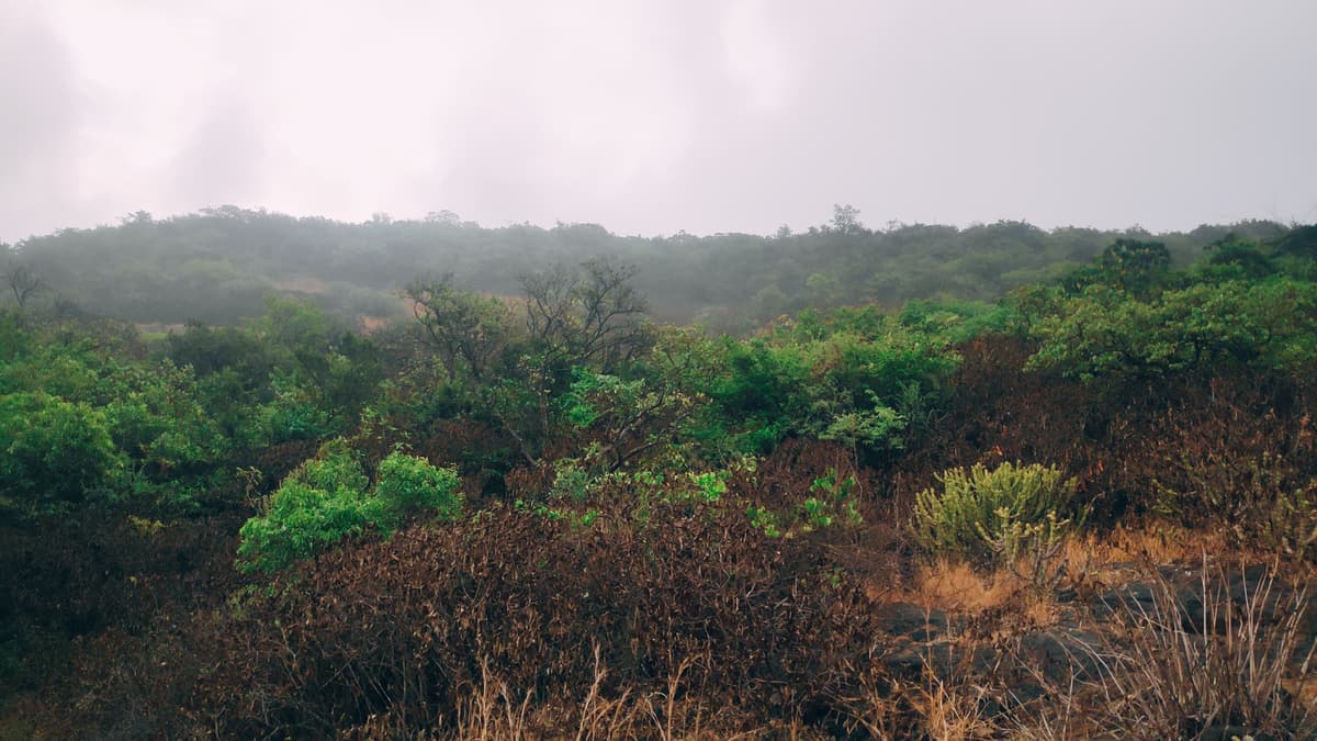 Misty ridge line with mixed green and brown shrubs.